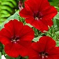 Петунія "Storm Red" (контейнер №10, висота 10-15см)