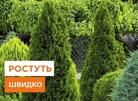 Які сорти туї ростуть найшвидше - корисні статті про садівництво від Agro-Market