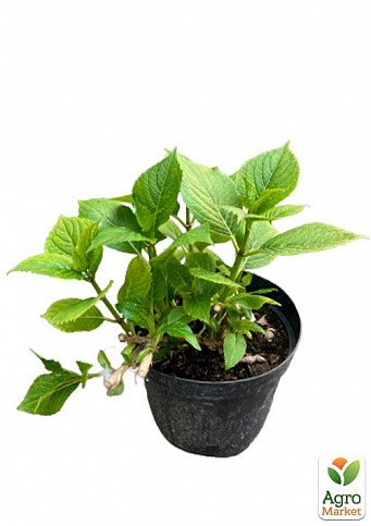 Гортензия ремонтантная крупнолистная 3х летняя "Дорис" - фото 2