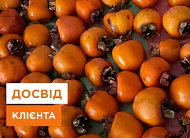 Вирощування хурми: що виросло у клієнтів, реальні фото - корисні статті про садівництво від Agro-Market