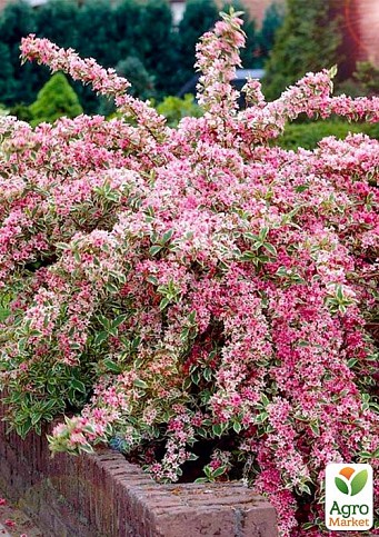Вейгела "Nana variegata" (Пестролистная)