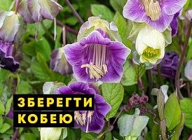 Як зберегти кобею взимку - корисні статті про садівництво від Agro-Market