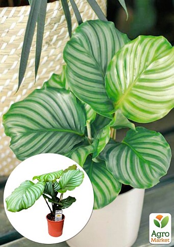 Калатея крупнолистова "Orbifolia" (40-50см)