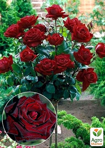 Троянда штамбова "Black Baccara" (саджанець класу АА+) вищий сорт