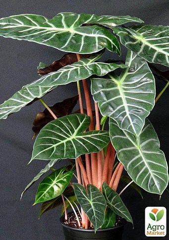 Алоказия Амазонка "Alocasia x amaz." дм 19 см выс. 65 см