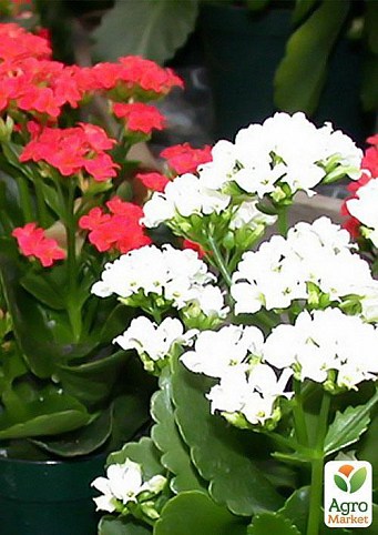 Каланхое "Kalanchoe blos. Calandiva mixed" дм23 см вис. 30 см
