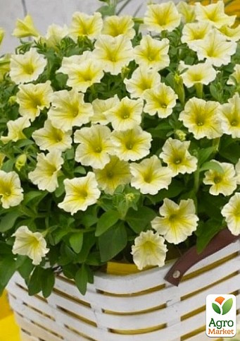 Сурфиния "Impulz Yellow" 