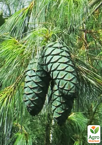 Сосна 3-х річна Кедрова "Арманда" (Pinus Armandii) C3, висота 55-75см - фото 5