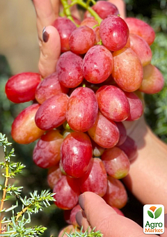Виноград "Басанті" (дуже великий солодкий виноград з персиковими нотками)7