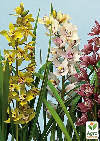 Цимбидиум микс"Cymbidium mixed" дм. 14 см выс. 80 см