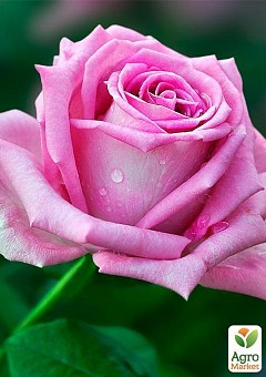 Роза чайно-гибридная "Аква" (Aqua!®) (саженец класса АА+) высший сорт2