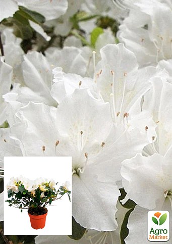 Рододендрон комнатный "White" 