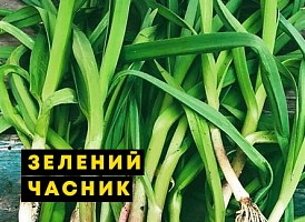 Вирощування часнику вдома - корисні статті про садівництво від Agro-Market