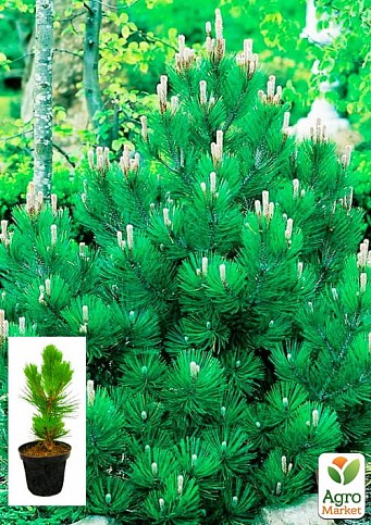 Сосна белокора "Компакт Джем" (Pinus leucodermis "Compact Gem") С2, висота від 30-40см