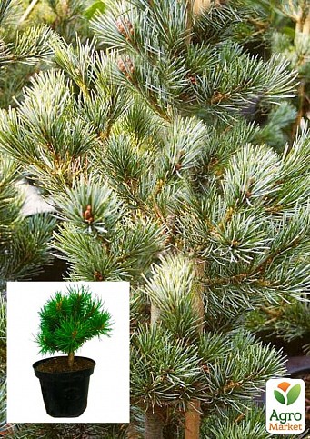 Сосна "Pruhonice"(Pinus parviflora "Pruhonice") C2, высота 30-40см