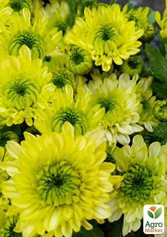 Хризантема корейська "Green lace" (вкоріненого живця висота 5-10 см)