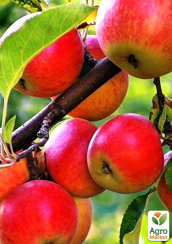 Характеристики сорта яблони Деликатес: