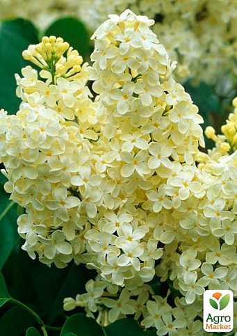 Сирень желтая "Примроз (Primrose)" 