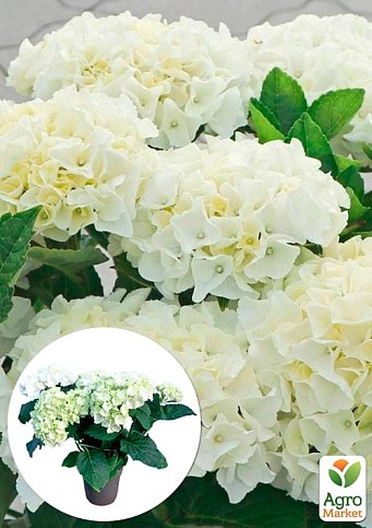 LMTD Гортензія крупнолистова квітуча 3-річна "Bright White" (30-40см)