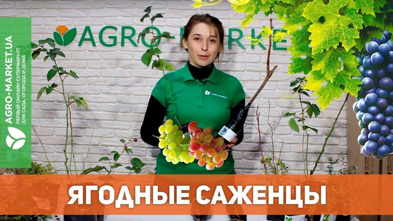 Эксклюзив! Мастер класс «Выращивание винограда от А до Я», 7 уроков купитьпочтой в Одессе, Киеве, Украине