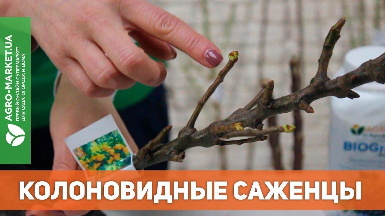 Эксклюзив! AGROBOX с высокоурожайным колоновидным деревом