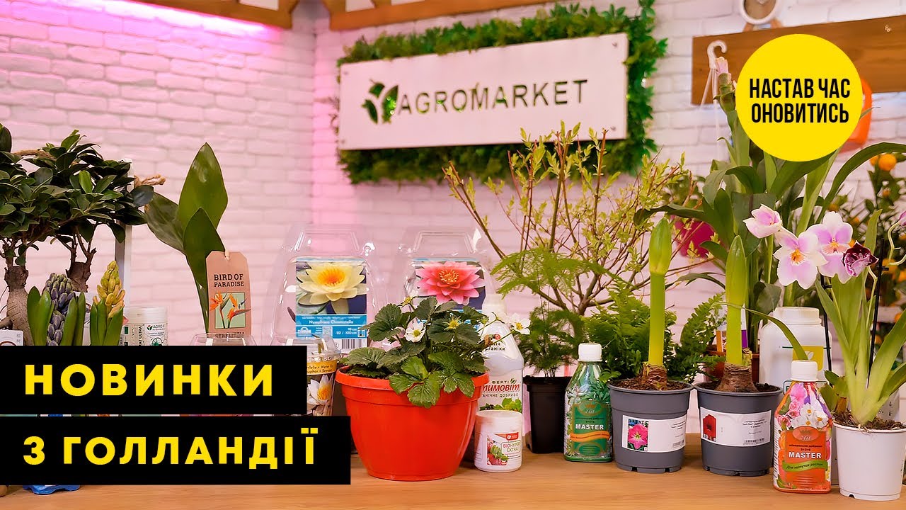 Суккулент Алоэ (Aloe erinacea) (Нидерланды) купить почтой в Одессе,  Киеве, Украине | Agro-Market