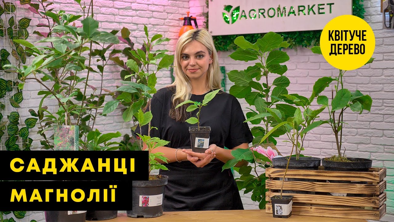 Магнолия Лилиецветная Nigra - Цветущие - купить в Одессе, Украине по цене  196 грн - Agro-Market
