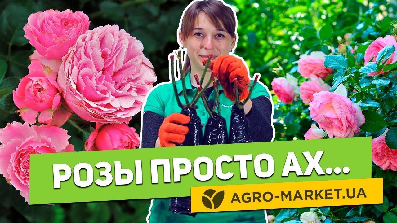 Роза плетистая Мишка купить почтой в Одессе, Киеве, Украине | Agro-Market