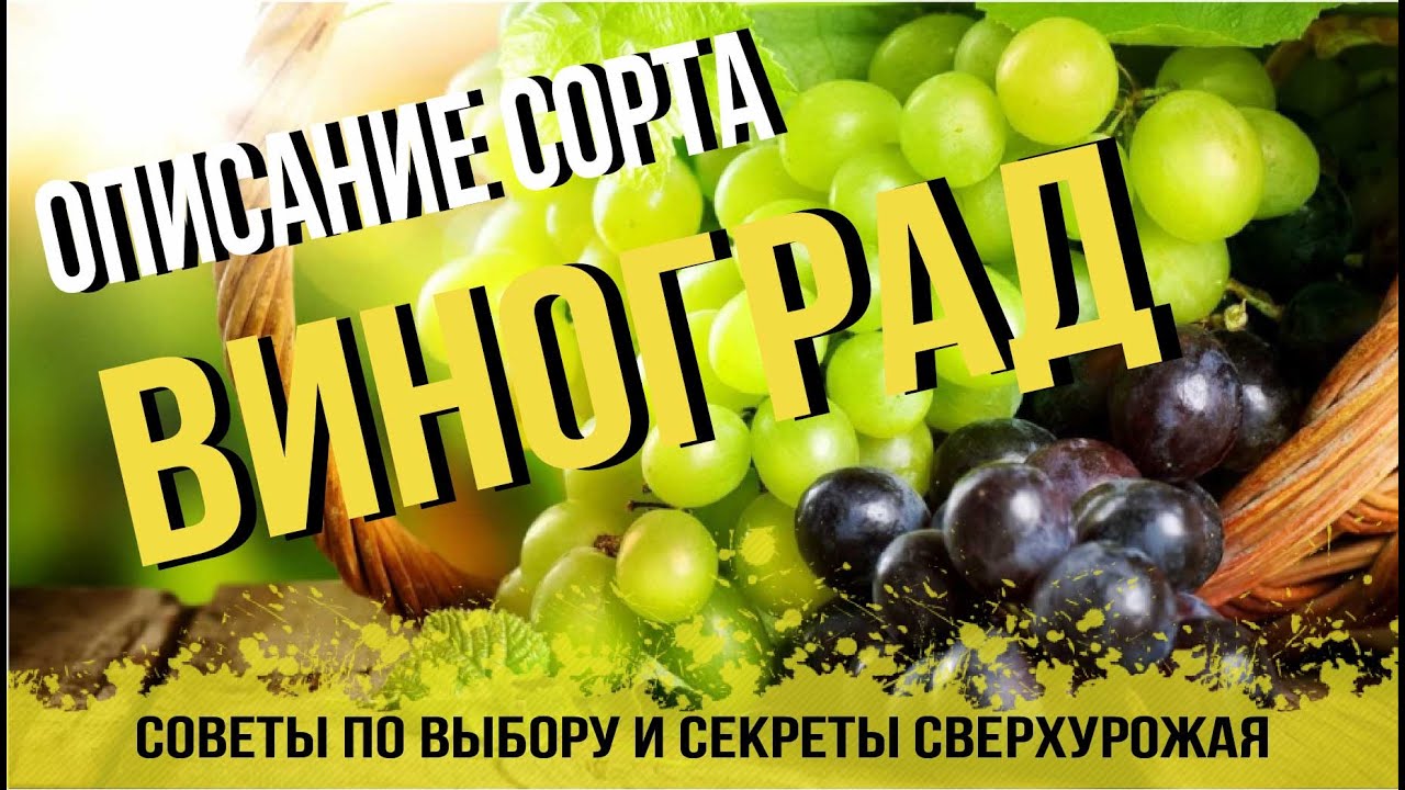 Виноград "Аркадия" (ранний срок созревания, один из лучших сортов в Украине)