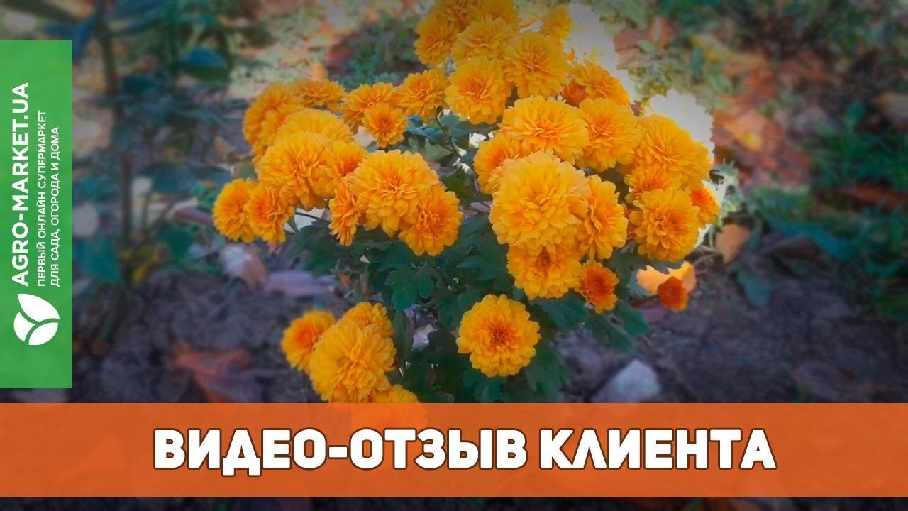 Хризантема мультифлора "Падре оранж" (вкоріненого живця висота 5-10 см)