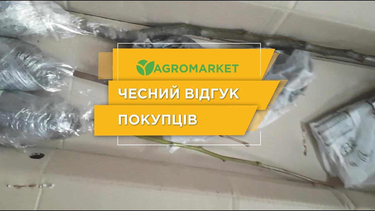 Эксклюзив! Виноград желто-розовый "Шафрановое утро" (премиальный столовый сорт, устойчив к грибковым заболеваниям) Эксклюзив! Виноград желто-розовый "Шафрановое утро" (премиальный столовый сорт, устойчив к грибковым заболеваниям)
