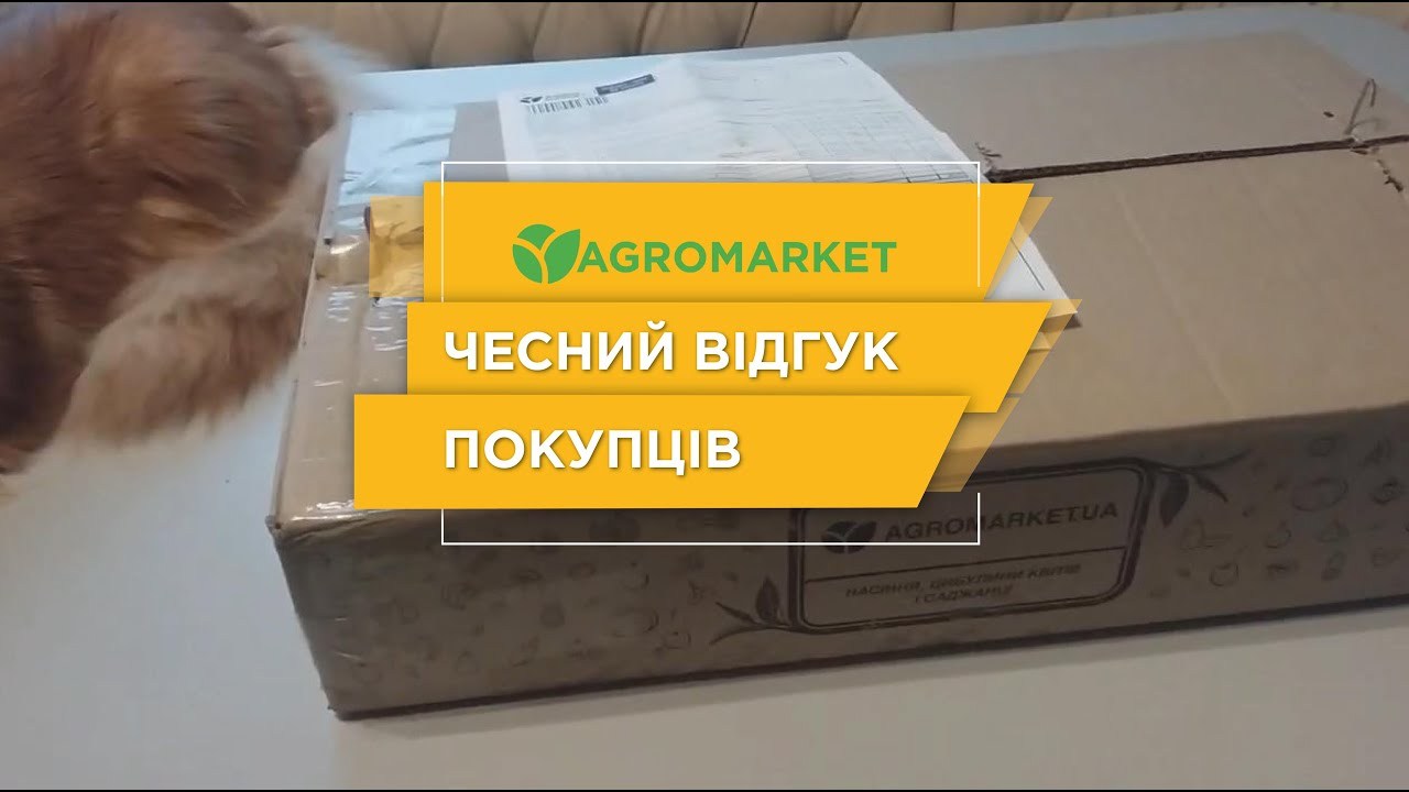 Малина "Брусвяна" (ремонтантный высокоурожайный сорт) Малина "Брусвяна" (ремонтантный высокоурожайный сорт)
