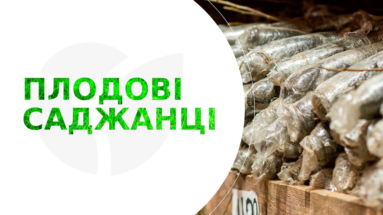 Фісташка "Киргизька" (морозостійкий корисний горіх, не схильний до хвороб)