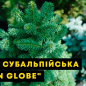 Ялиця субальпійська "Green Globe" (ком/сітка) висота 60-70 см