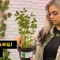 Мята Шоколадная "Mentha Chocolate" (контейнер Р9)