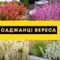Вереск звичайний "Beoley Silver"