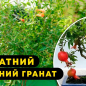 Гранат кімнатний «Бейбі» (плодоносний сорт)
