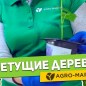 Павловния сиреневая "Адамово дерево" (красивоцветущий сорт)