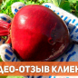 Морковь "Долянка" ТМ "Весна" 2г
