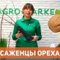 Фундук "Галле" (середній термін дозрівання, перехресне запилення, садити по 2 шт)