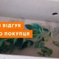 Дерево-сад Груша "Киргизская+Блютберн+Ноябрьская"  цена