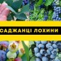 Лохина (чорниця садова) "Денис Блю" (Denis Blue) (середній термін дозрівання, ягода довго зберігається) цена