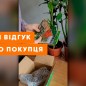 Кукуруза "Белоснежка F1" ТМ "Семена Украины" 20г цена