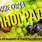Виноград "Аркадия" (ранний срок созревания, один из лучших сортов в Украине)