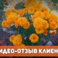 Хризантема индийская "Повесть Осени" ТМ "Садиба центр" 0.1г цена