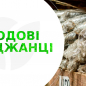 Фісташка "Киргизька" (морозостійкий корисний горіх, не схильний до хвороб) цена