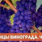 Алыча "Кубанская Комета" (летний сорт, средний срок созревания)