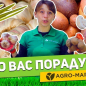 Лук-севок (арбажейка) красный "Веселка" (Украина) 1кг цена